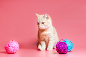 kitten with multi-colored balls of woolen threads on a pink background