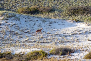 White Tail Deer at Beach
