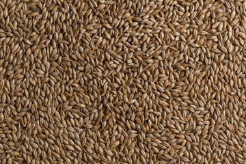 Malt, wheat grains for brewing. Malt background. Top view, flat lay