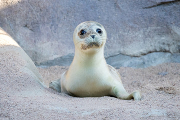 Cute Baby Seal