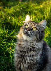Naklejka na ściany i meble Cat looks up. Cute cat on green grass.