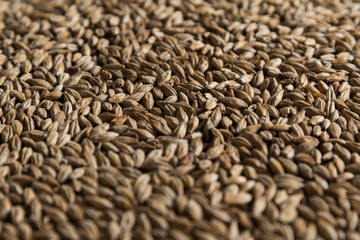 Malt, wheat grains for brewing. Malt macro background. Depth of field.