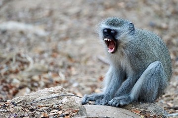 Yawning monkey in the South Africa