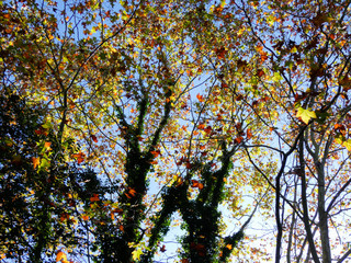 Paisajes y árboles con sus hojas de color anaranjado en la estación del otoño.