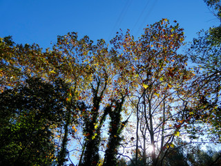 Paisajes y árboles con sus hojas de color anaranjado en la estación del otoño.