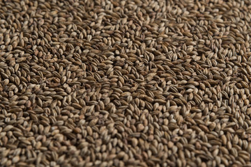 Malt, wheat grains for brewing. Malt background. Top view, flat lay