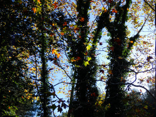Paisajes y árboles con sus hojas de color anaranjado en la estación del otoño.