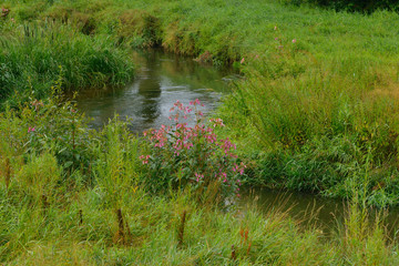 Entlang der Spree in Sohland