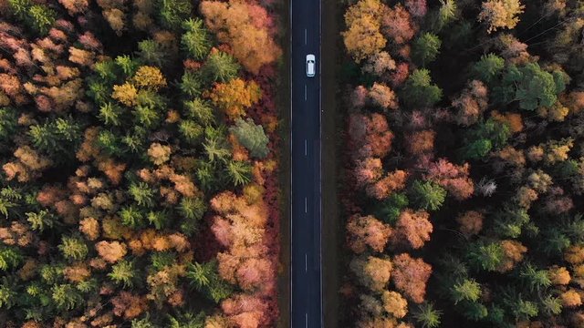 Aerial View Above Road in Forest in Fall With Cars. Aerial Top View Over Straight Road With Cars in Colorful Countryside Autumn Forest. Fall Orange, Green, Yellow, Red Leaves Trees Woods.