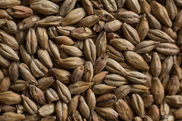 Malt, wheat grains for brewing. Malt background. Top view, flat lay