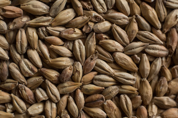 Malt, wheat grains for brewing. Malt background. Top view, flat lay