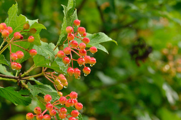  Wolliger Schneeball (Viburnum lantana) 