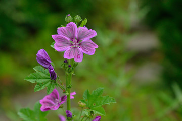 Wilde Malve,	Malva sylvestris