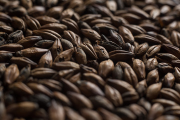 Malt, wheat grains for brewing. Malt macro background. Depth of field.