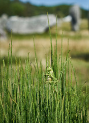 Grashüfer Heupferd idyllisch auf Gras vor Steinen in Carnac