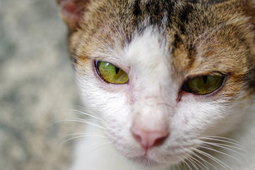 scheming cat have crafty plan.Close up 