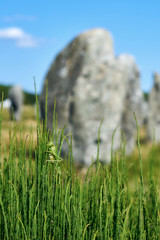Grashüfer Heupferd idyllisch auf Gras vor Steinen in Carnac