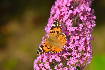 Distelfalter auf Sommerflieder