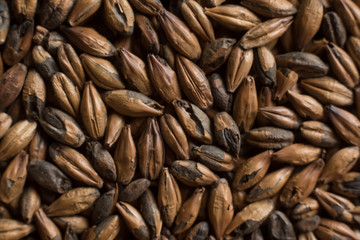 Malt, wheat grains for brewing. Malt background. Top view, flat lay