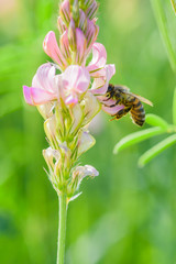 The bee collects honey on the flowers of lupine. Photographed in close-up.