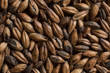 Malt, wheat grains for brewing. Malt background. Top view, flat lay