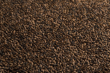 Malt, wheat grains for brewing. Malt background. Top view, flat lay