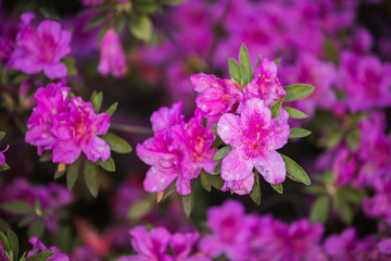 Redviolet rhododendron blooms in spring in the garden