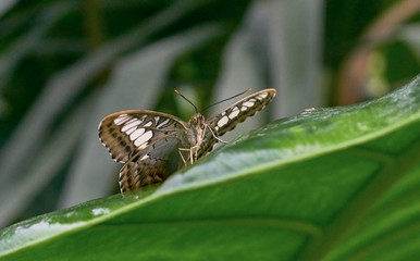 Schmetterling auf grünem Blatt close up im Schmetterlingshaus