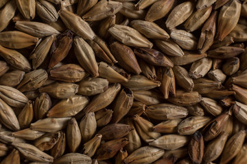 Malt, wheat grains for brewing. Malt background. Top view, flat lay