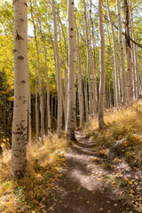 Locket Meadow near Flagstaff in the Fall with changing leaves