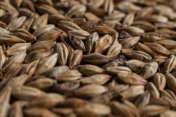 Malt, wheat grains for brewing. Malt macro background. Depth of field.