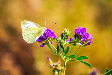 White butterfly on purple clover flower on bright blurred background_
