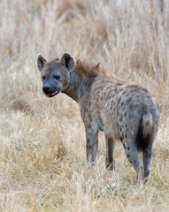 Portriat of a spotted Hyena standing in the dry yellow grass on the African plains in Hwange National Park, Zimbabwe