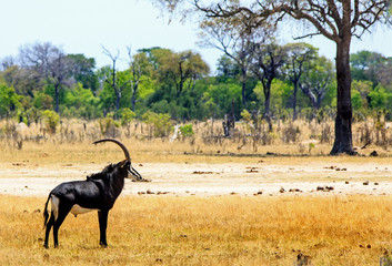 Beautiful Male Sable Antelope with long ridged horns standing on the African plains in Hwange National Park, Zimbabwe.  Sable Antelopes are