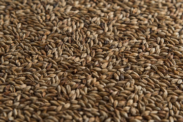 Malt, wheat grains for brewing. Malt macro background. Depth of field.
