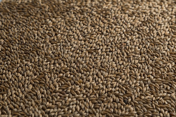 Malt, wheat grains for brewing. Malt background. Top view, flat lay