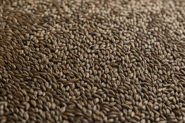 Malt, wheat grains for brewing. Malt background. Top view, flat lay