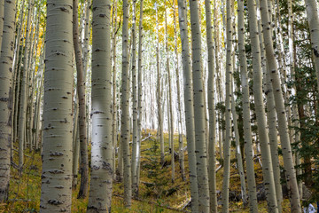 Locket Meadow near Flagstaff in the Fall with changing leaves