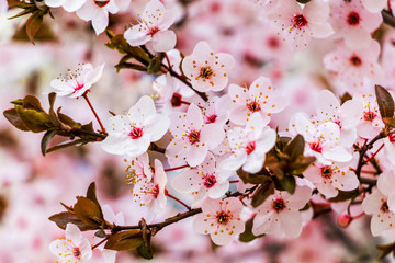 Pink flowers of fruit trees. Spring background with pink flowers_