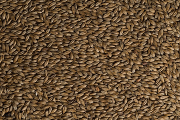 Malt, wheat grains for brewing. Malt background. Top view, flat lay