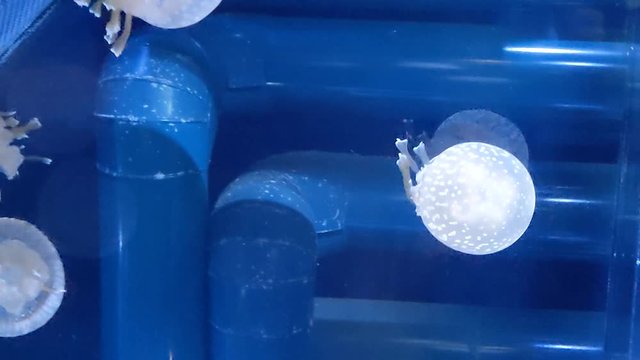 クラゲ