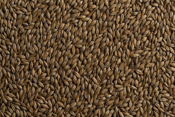 Malt, wheat grains for brewing. Malt background. Top view, flat lay
