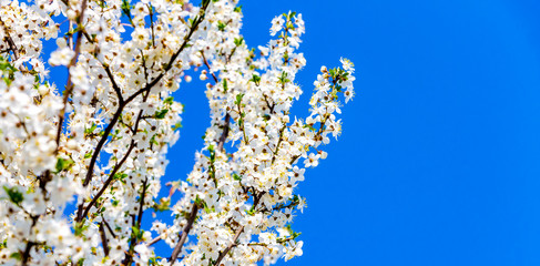 Cherry branches with bright white flowers on a blue sky background. Copy space_