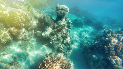 Amazing colors of underwater world