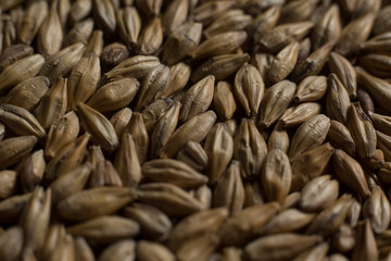 Malt, wheat grains for brewing. Malt macro background. Depth of field.