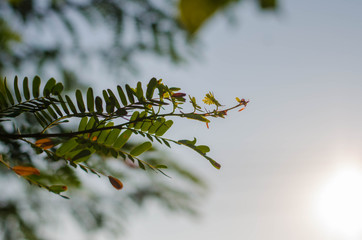 The sun hits the leaves in the morning.