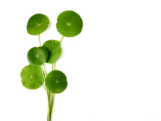 Asiatic Leaf Herb gotu kola, indian pennywort, centella asiatica, tropical herb isolated on white background. ayurveda herbal medicine inhibited or slowed growth of cancer cells Help prevent cancer