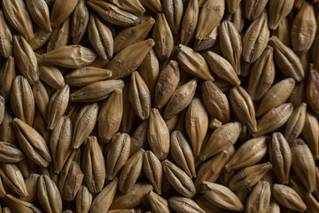 Malt, wheat grains for brewing. Malt background. Top view, flat lay
