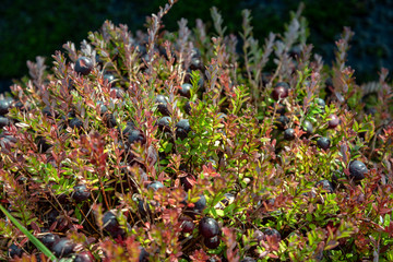 Big cranberries on a field.