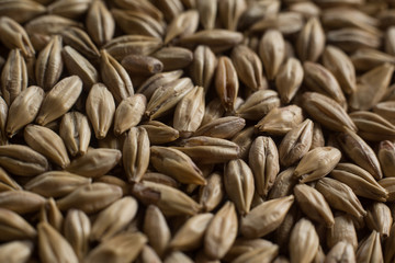 Malt, wheat grains for brewing. Malt background. Top view, flat lay